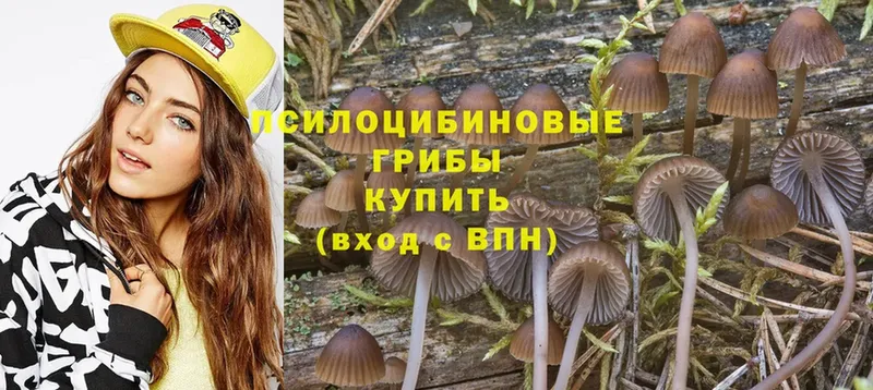 Галлюциногенные грибы Psilocybine cubensis  Костомукша 